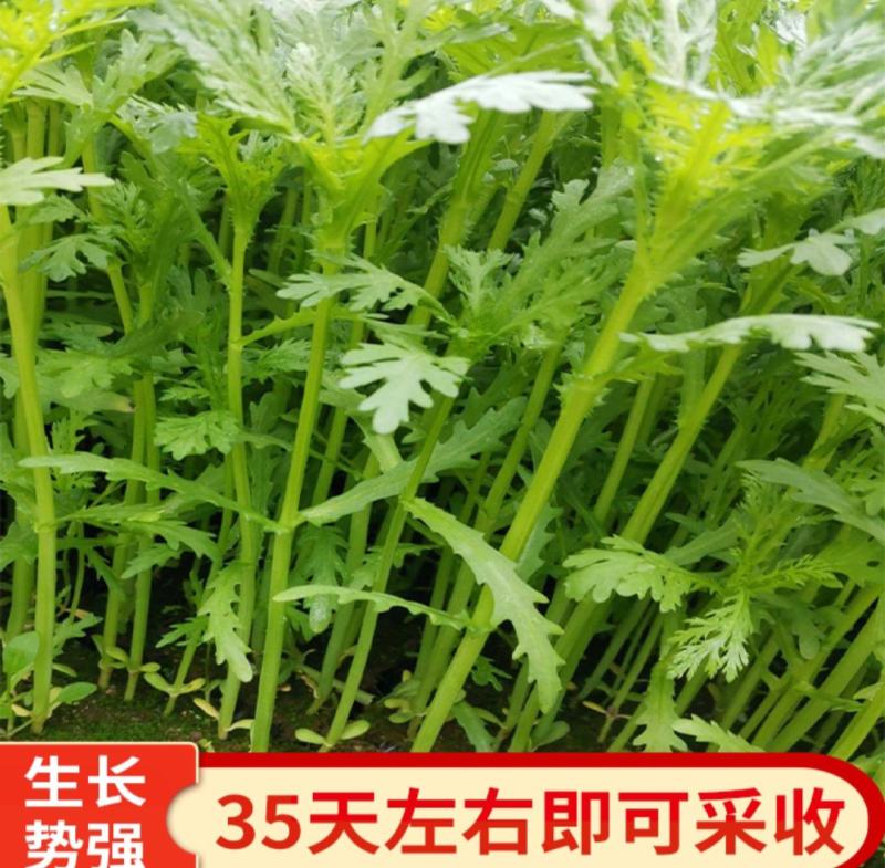 云南茼蒿精品茼蒿小叶茼蒿云南茼蒿代办