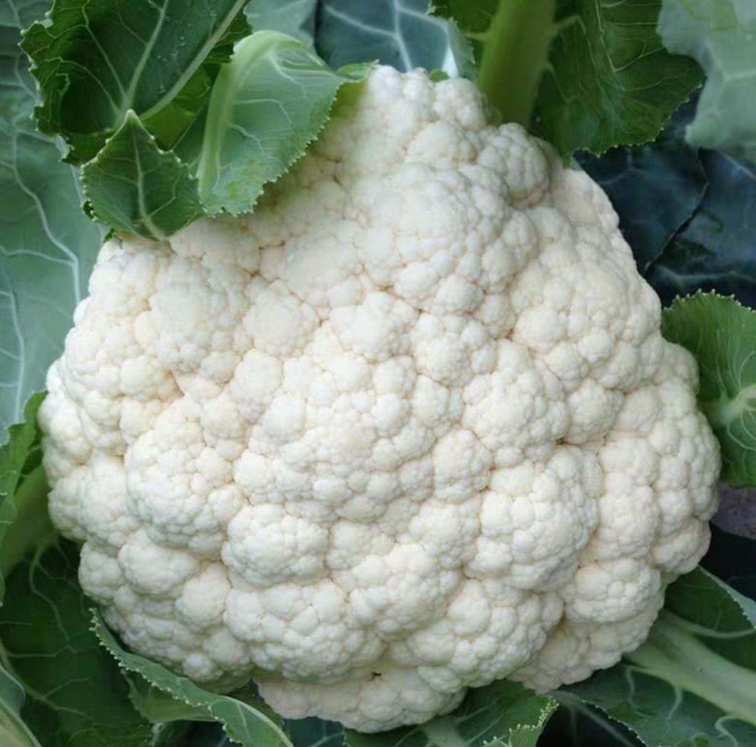 松花菜与其他蔬菜的对比图