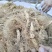 大别山野生黄精