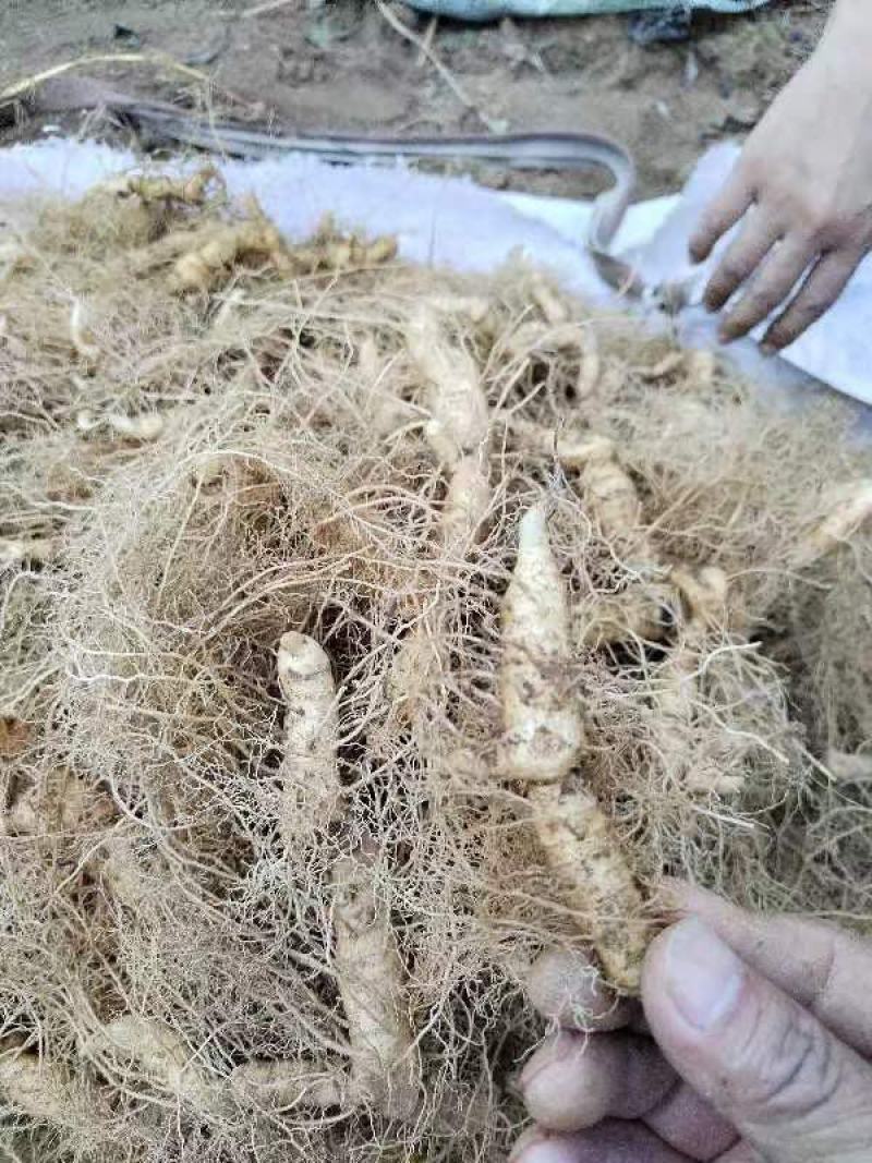 大别山野生黄精