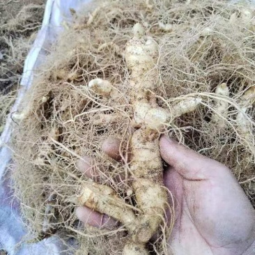 大别山野生黄精