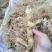 大别山野生黄精