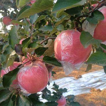 纸加膜富士苹果海量上市，果面干净，口感脆甜。