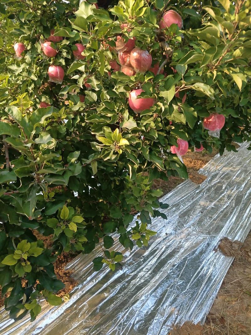 纸加膜富士苹果海量上市，果面干净，口感脆甜。