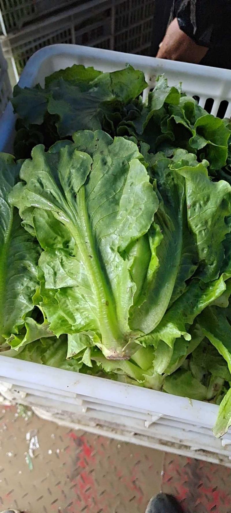 精选南通生菜，意大利生菜，产地直供，品质保证，量大从优