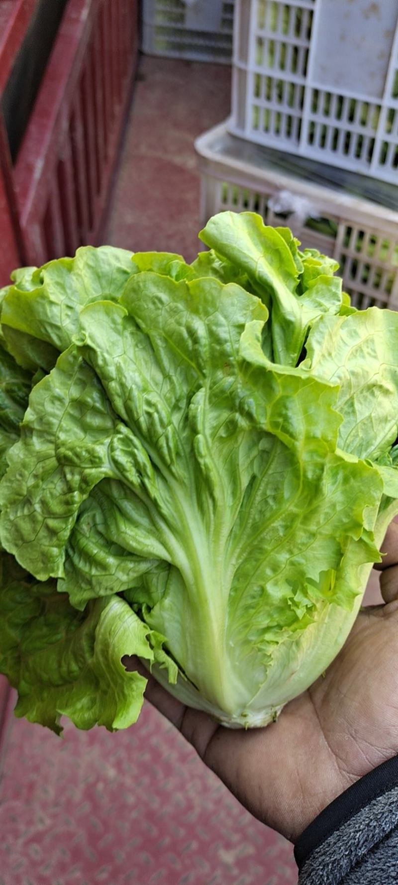 精选南通生菜，意大利生菜，产地直供，品质保证，量大从优
