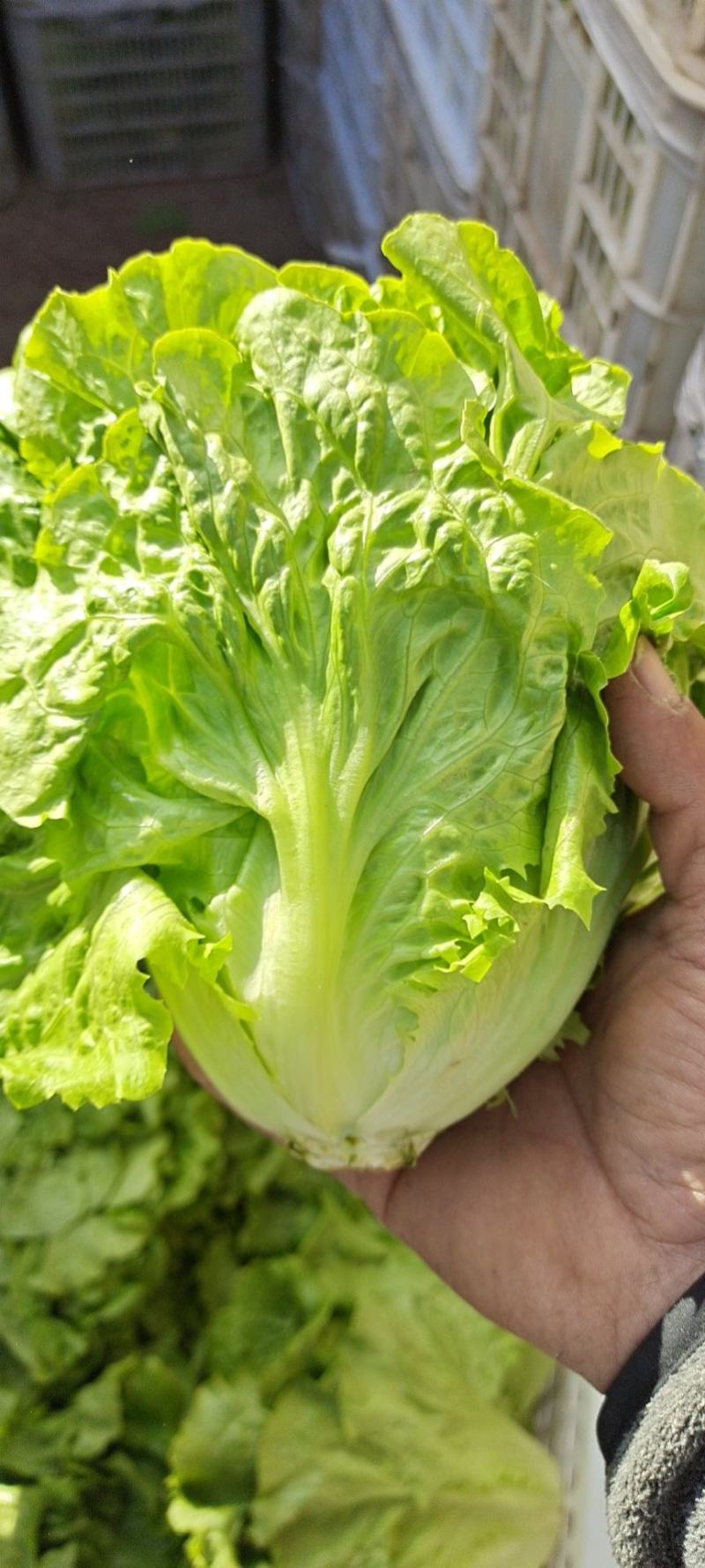 精选南通生菜，意大利生菜，产地直供，品质保证，量大从优