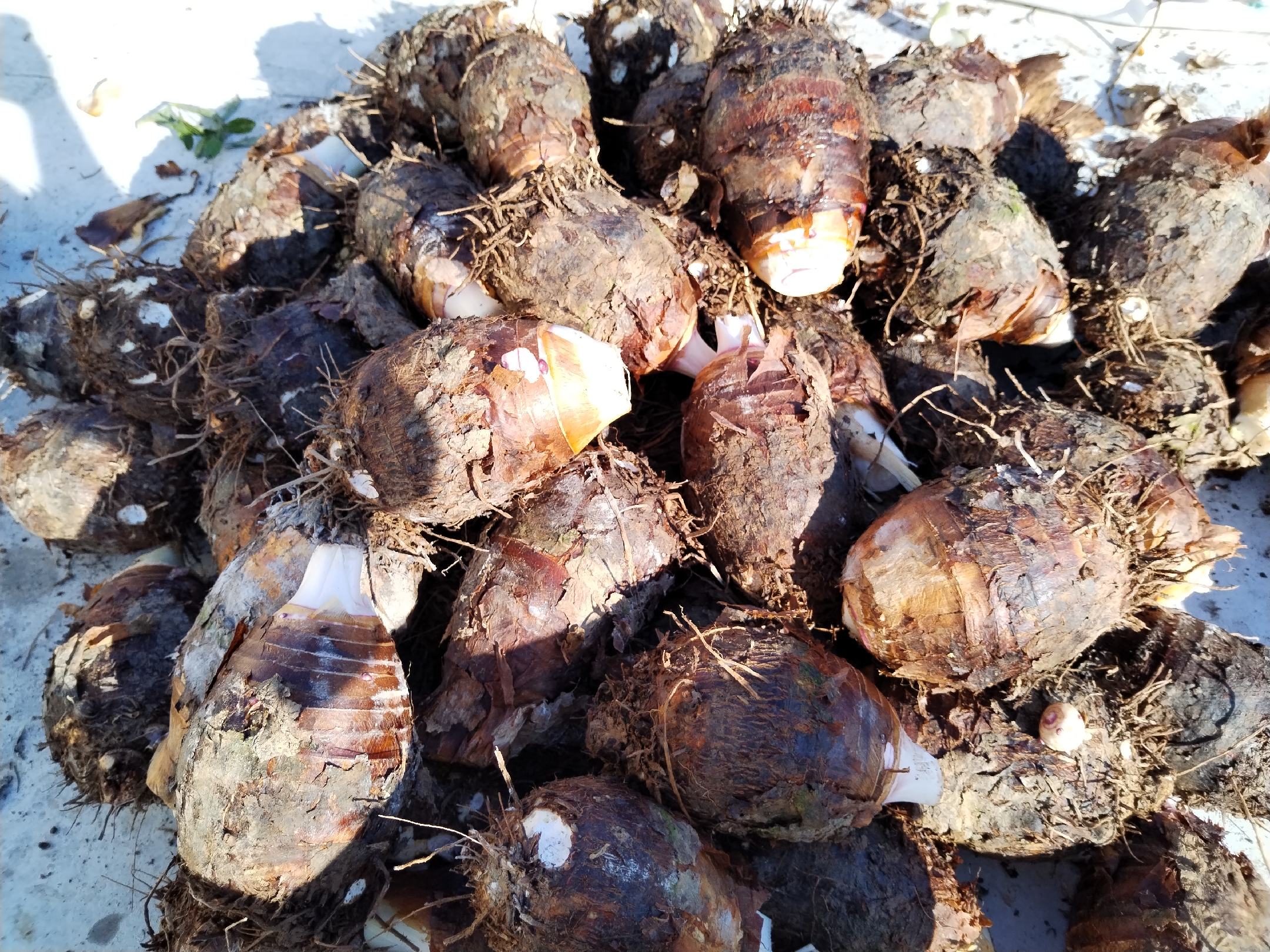 香芋正在蒸制中,锅盖微开,热气腾腾 香芋烹饪过程图