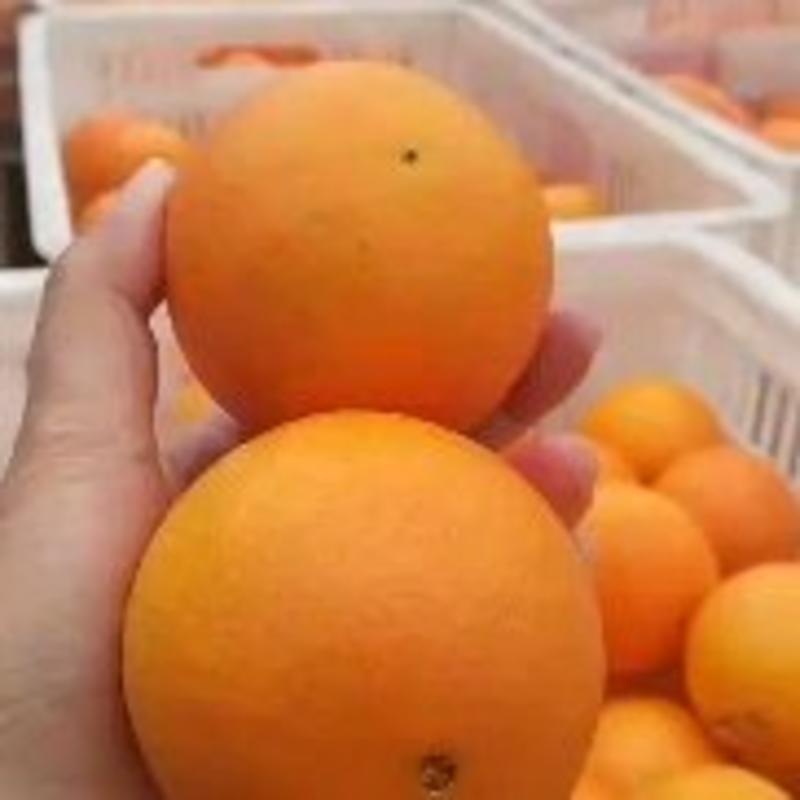 畅销伦晚果冻橙中华红夏橙对接超市社团电商平台