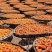 【尝鲜装】肉质软糯香甜可口保质保量产地一手货源