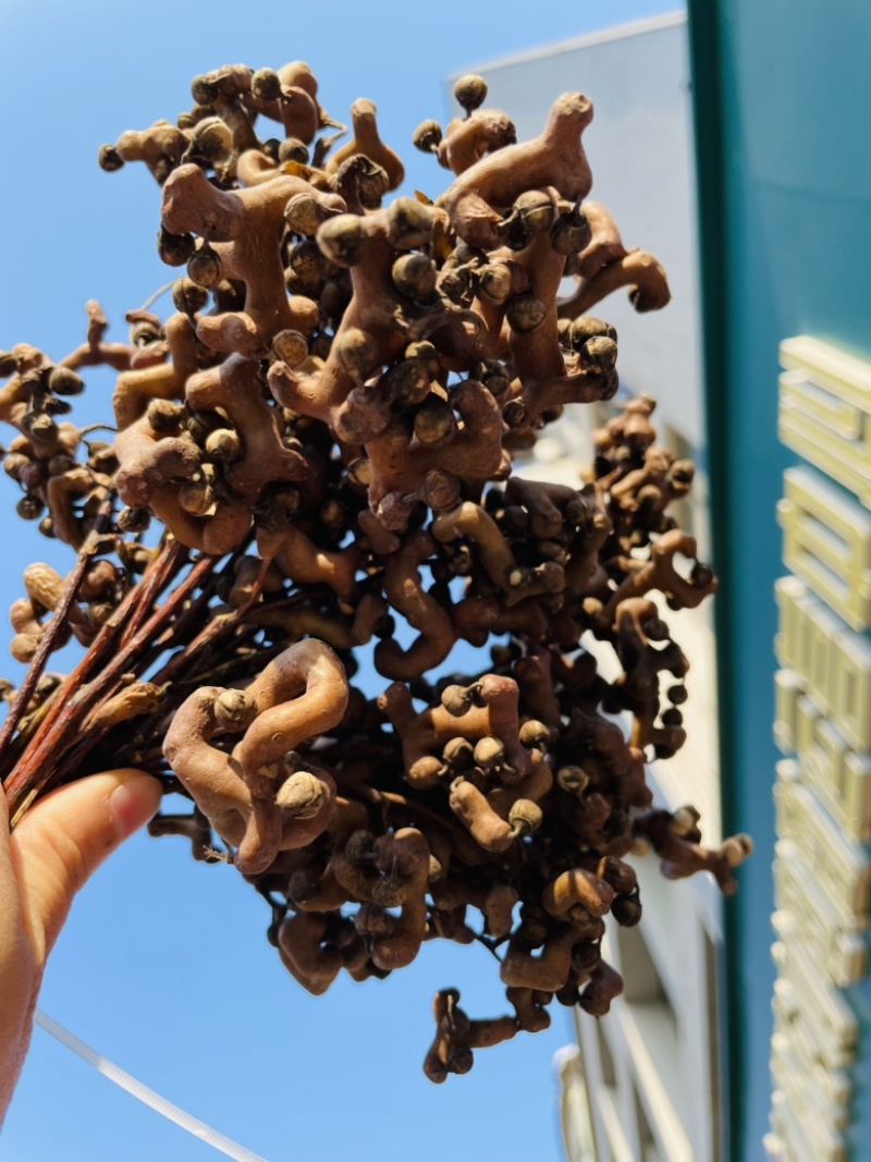 精选秦岭新鲜野生拐枣凤爪梨万寿果枳椇子泡酒泡水煲汤