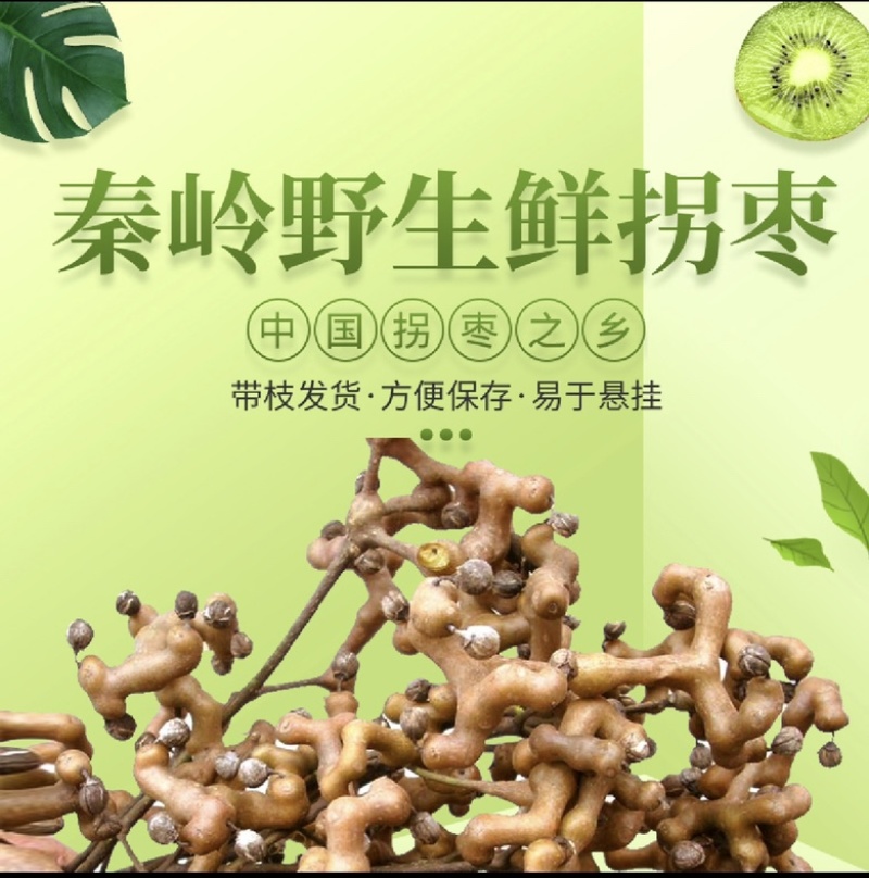 精选秦岭新鲜野生拐枣凤爪梨万寿果枳椇子泡酒泡水煲汤