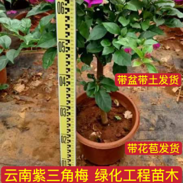 云南紫中国红安格斯三角梅杯苗庭院小区绿化工程苗木带土发货