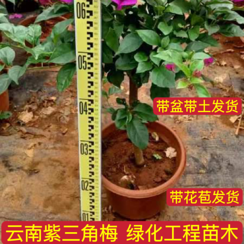 云南紫中国红安格斯三角梅杯苗庭院小区绿化工程苗木带土发货