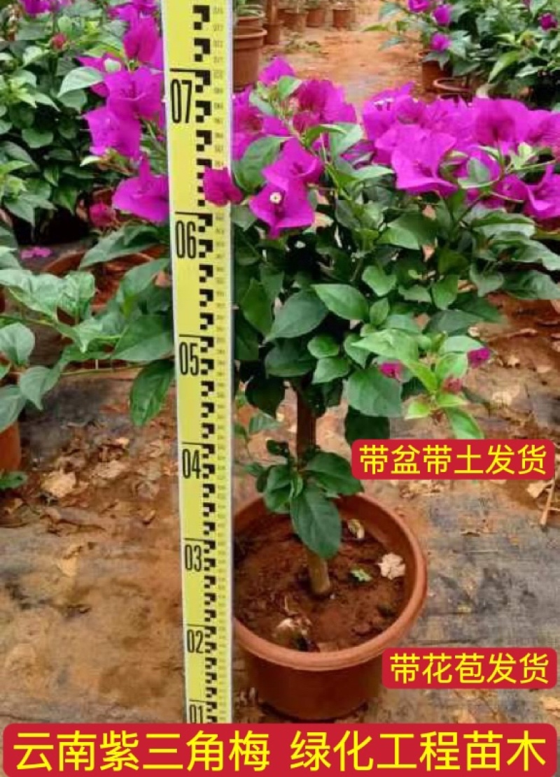 云南紫中国红安格斯三角梅杯苗庭院小区绿化工程苗木带土发货