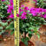 云南紫中国红安格斯三角梅杯苗庭院小区绿化工程苗木带土发货