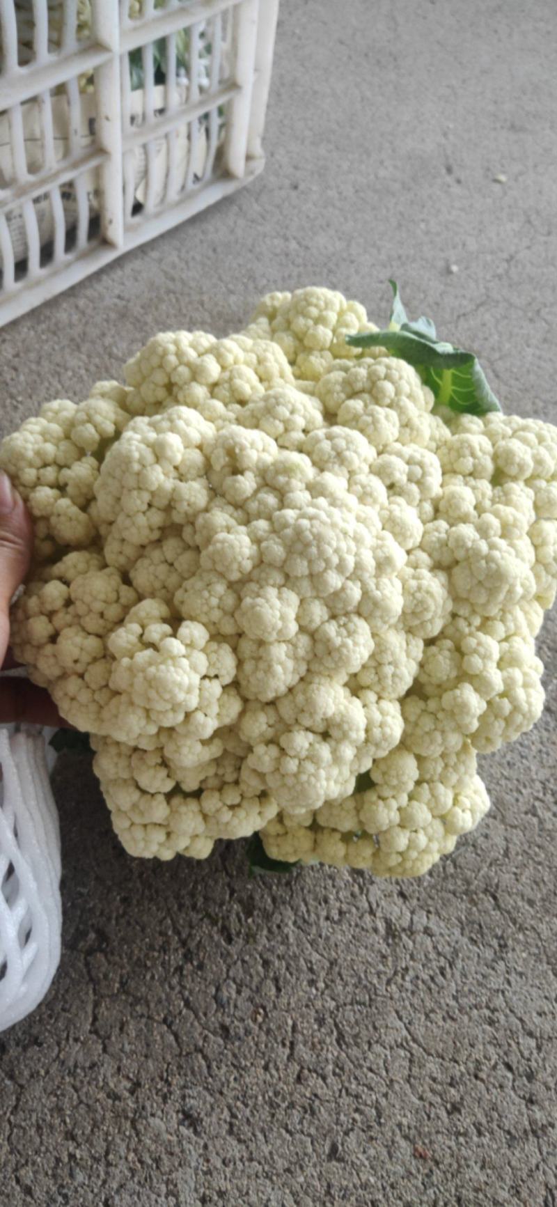 55天松花上来