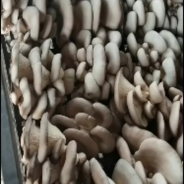 平菇大量供货，免费提供冷库，产地直发，免费提供绿色食用菌
