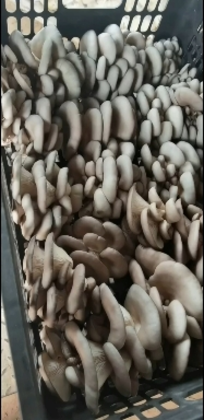平菇大量供货，免费提供冷库，产地直发，免费提供绿色食用菌