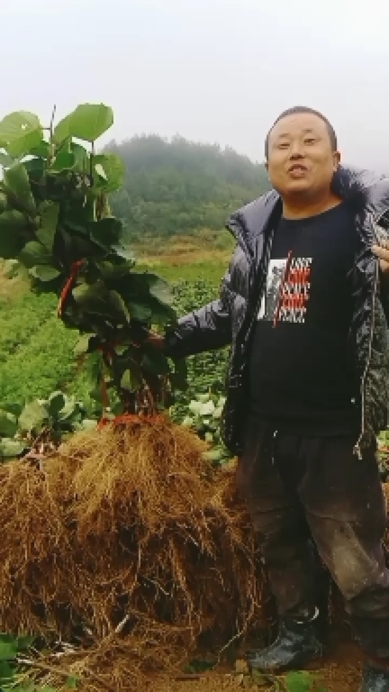 对萼水杨桃嫁接翠香