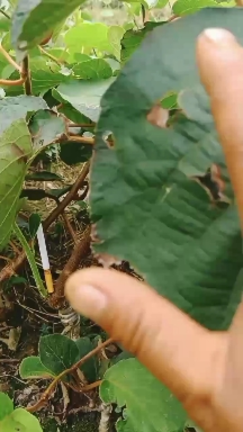 对萼水杨桃嫁接翠香