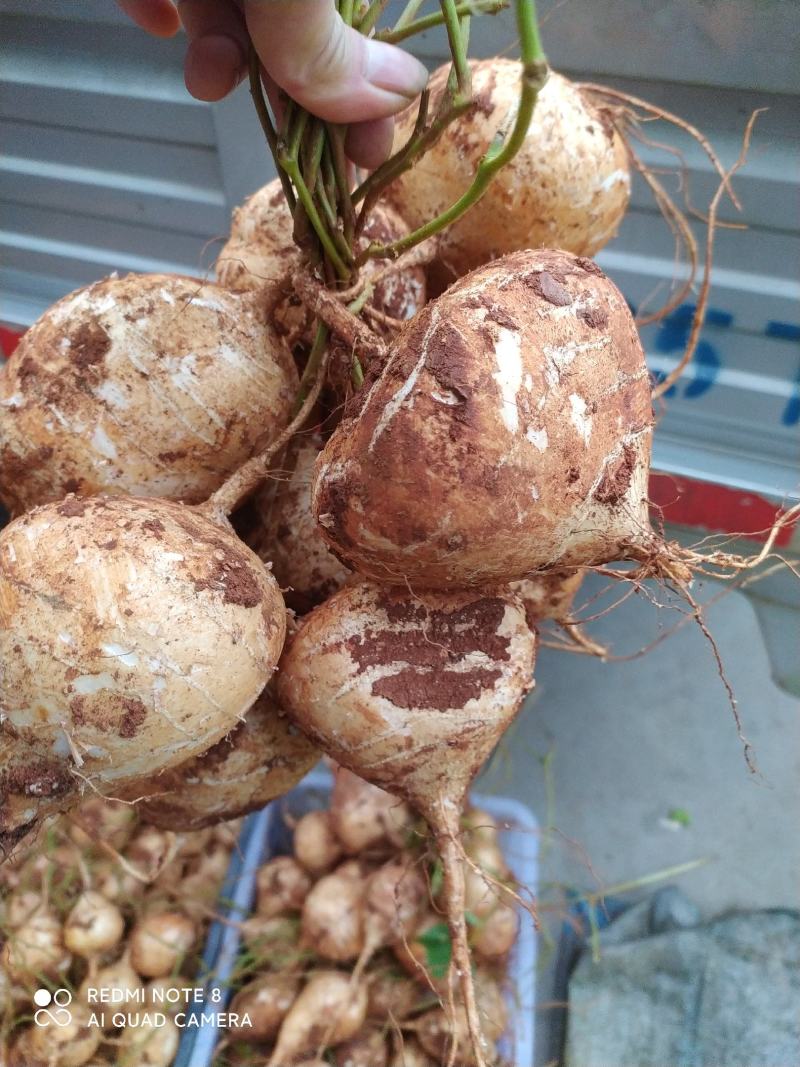 凉山冕宁土瓜凉薯豆薯自产自销保质保量
