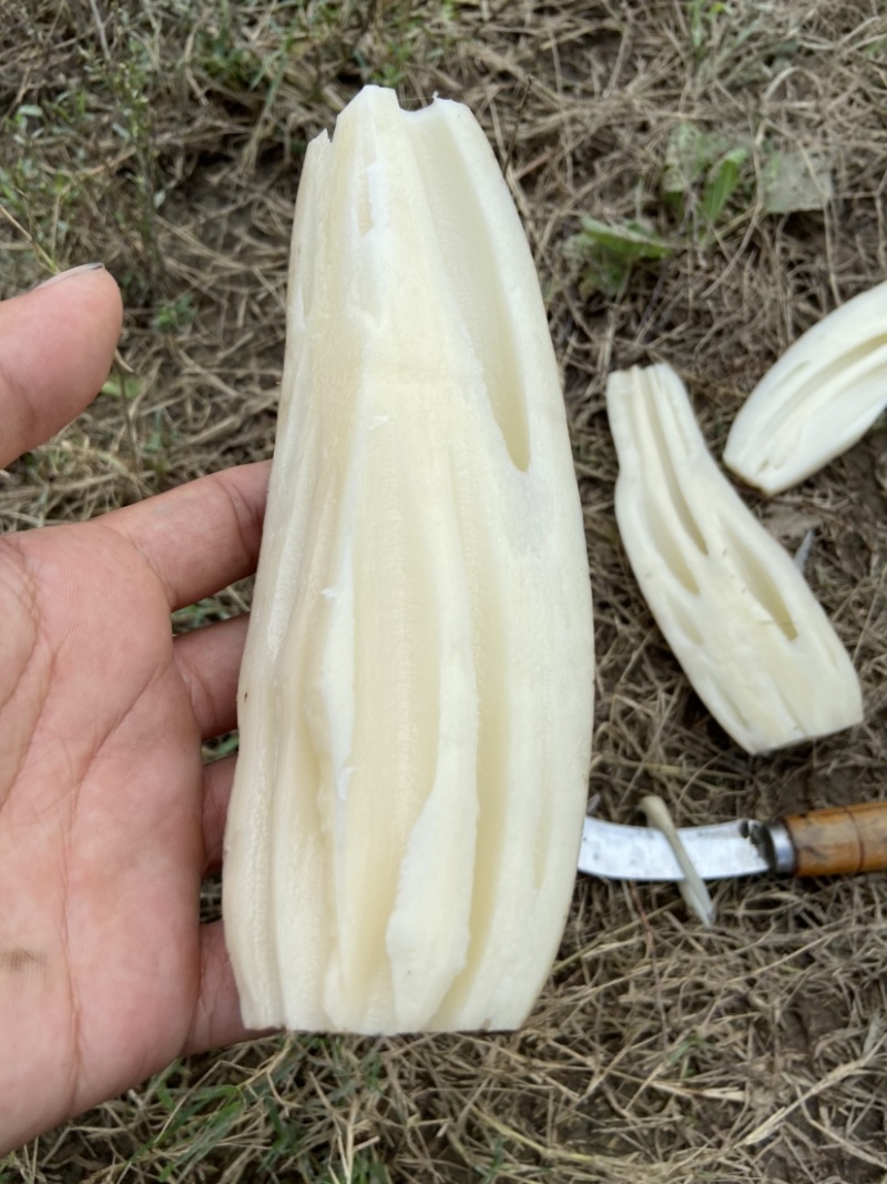 精品莲藕批发，量大优先，有需要的小伙伴可以联系