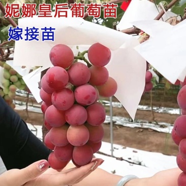 妮娜皇后葡萄苗葡萄树苗果树苗保证品种签订购销合同