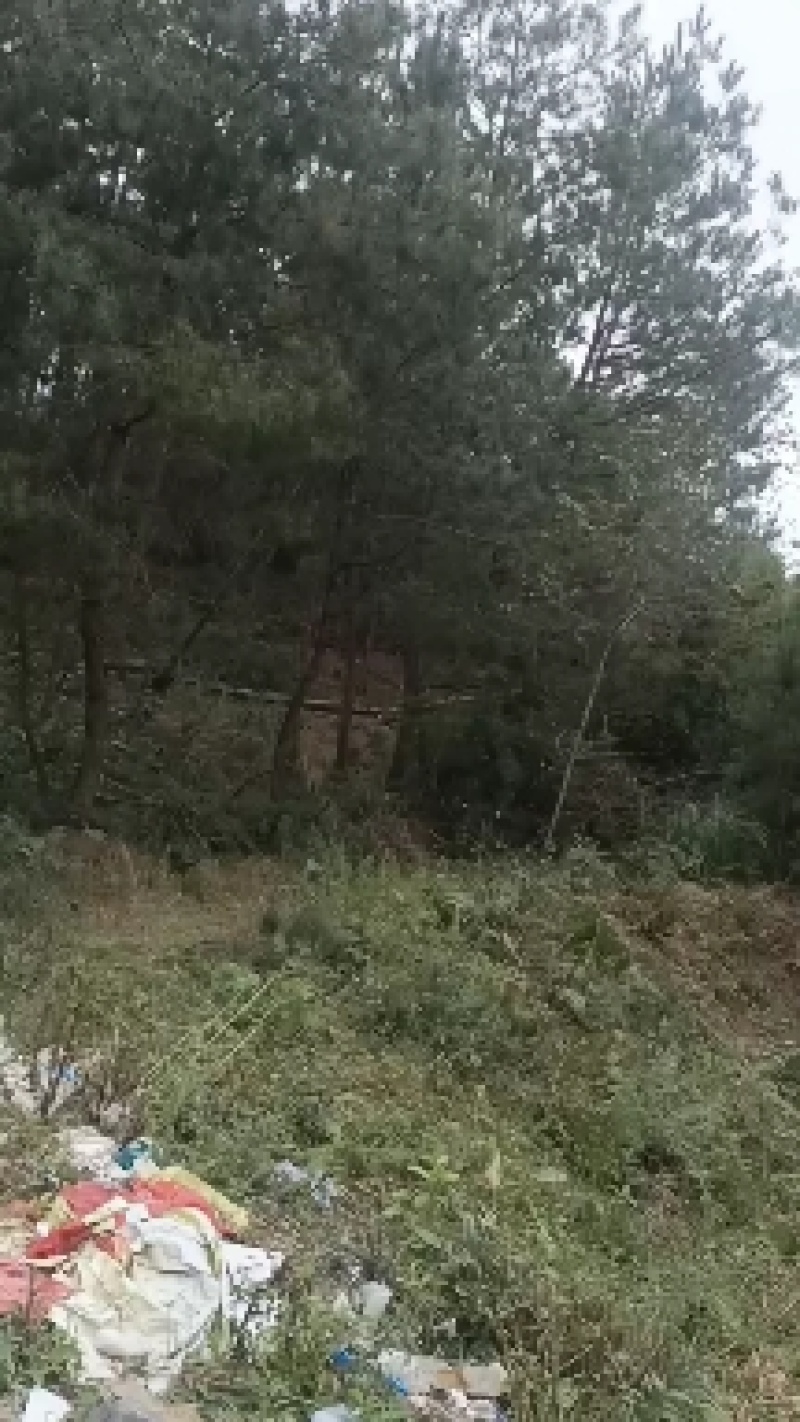 松针