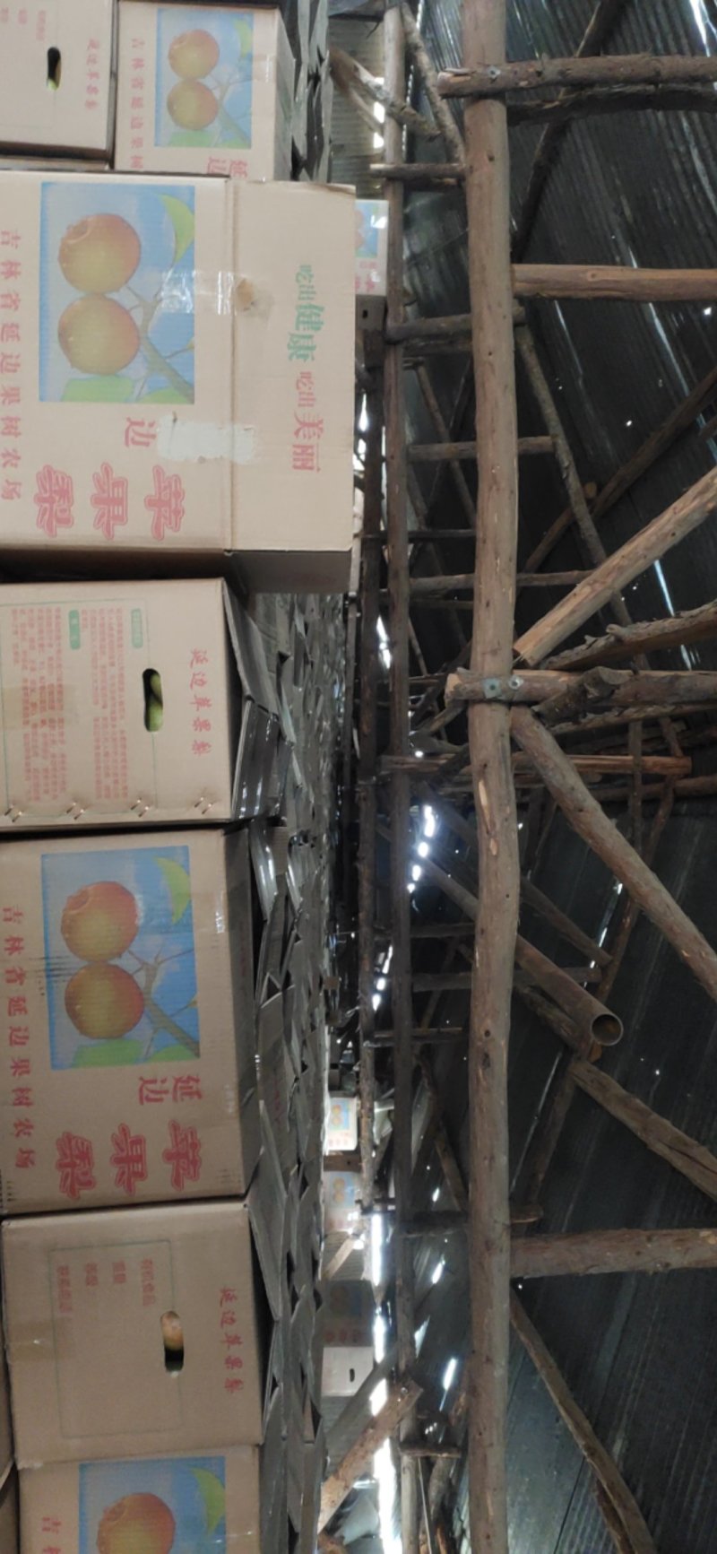 苹果梨农户自产没有中间商欢迎前来洽谈