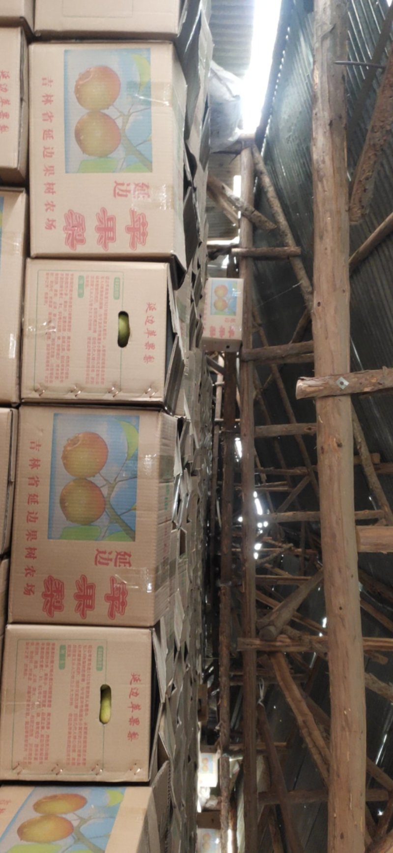 苹果梨农户自产没有中间商欢迎前来洽谈