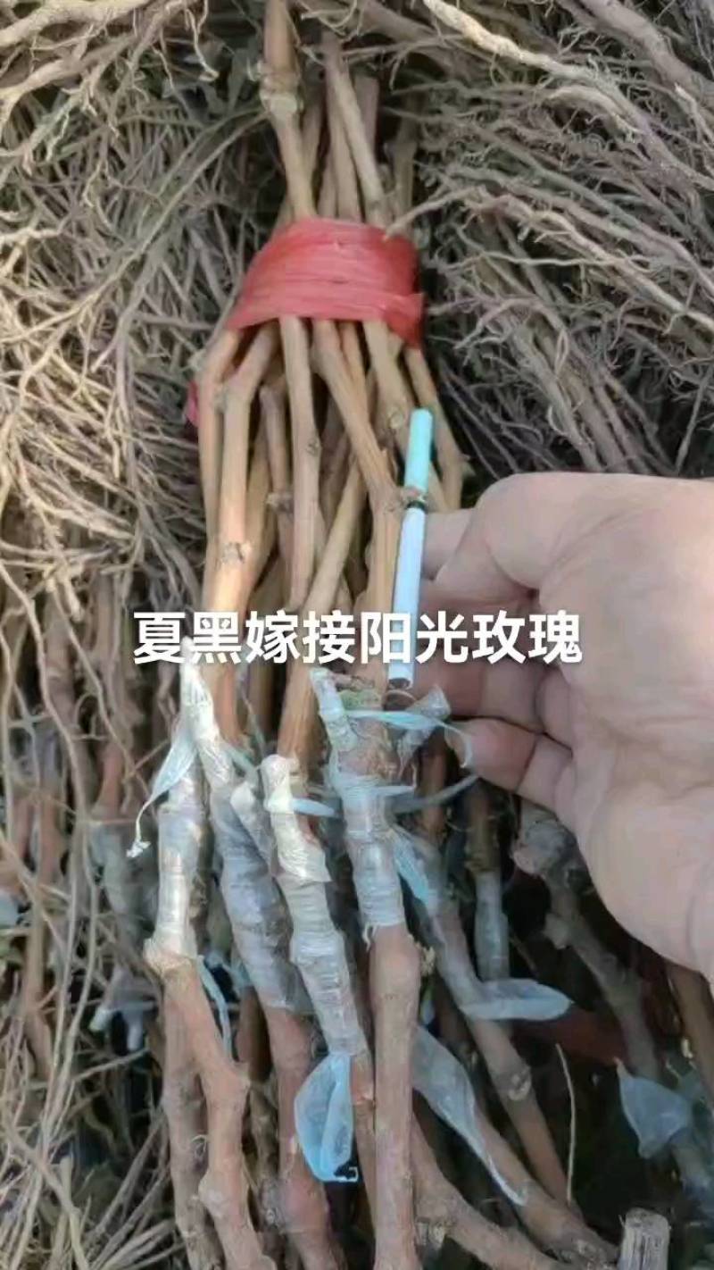 夏黑占木嫁接阳光玫瑰葡萄苗专业繁育基地欢迎致电联系