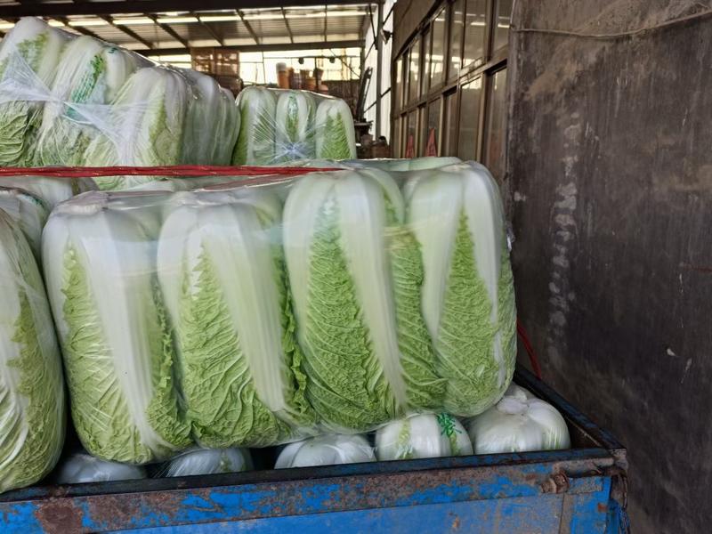 北京三号大白菜纯净菜大量供应出售中质量上乘