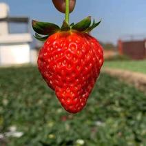露天草莓