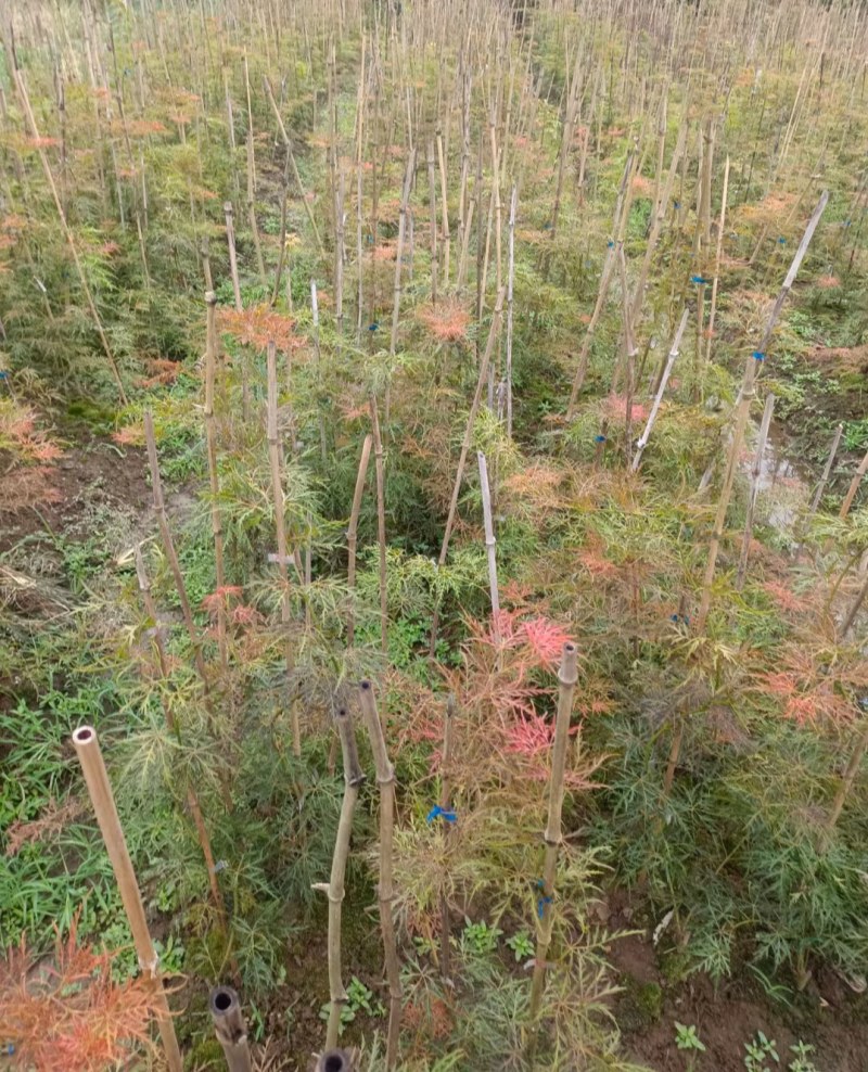枫树苗