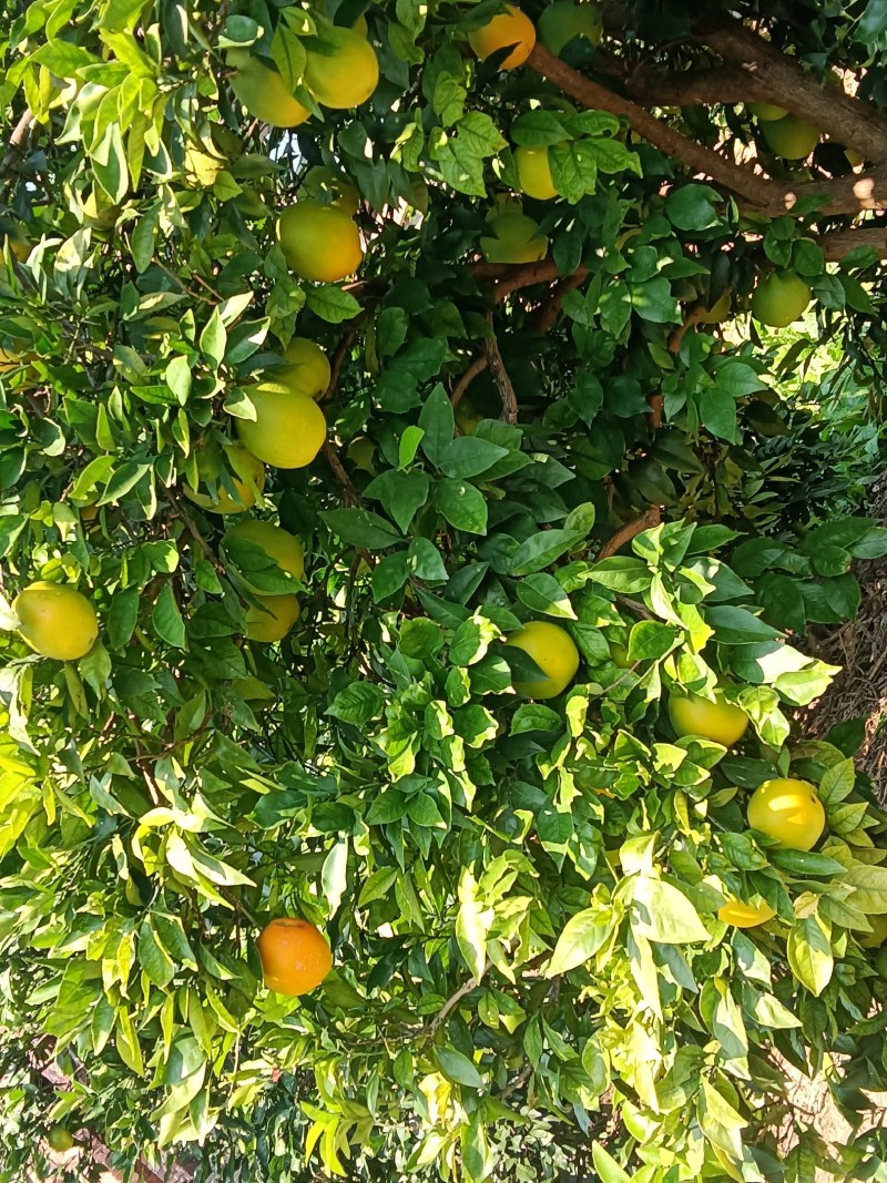 苹果