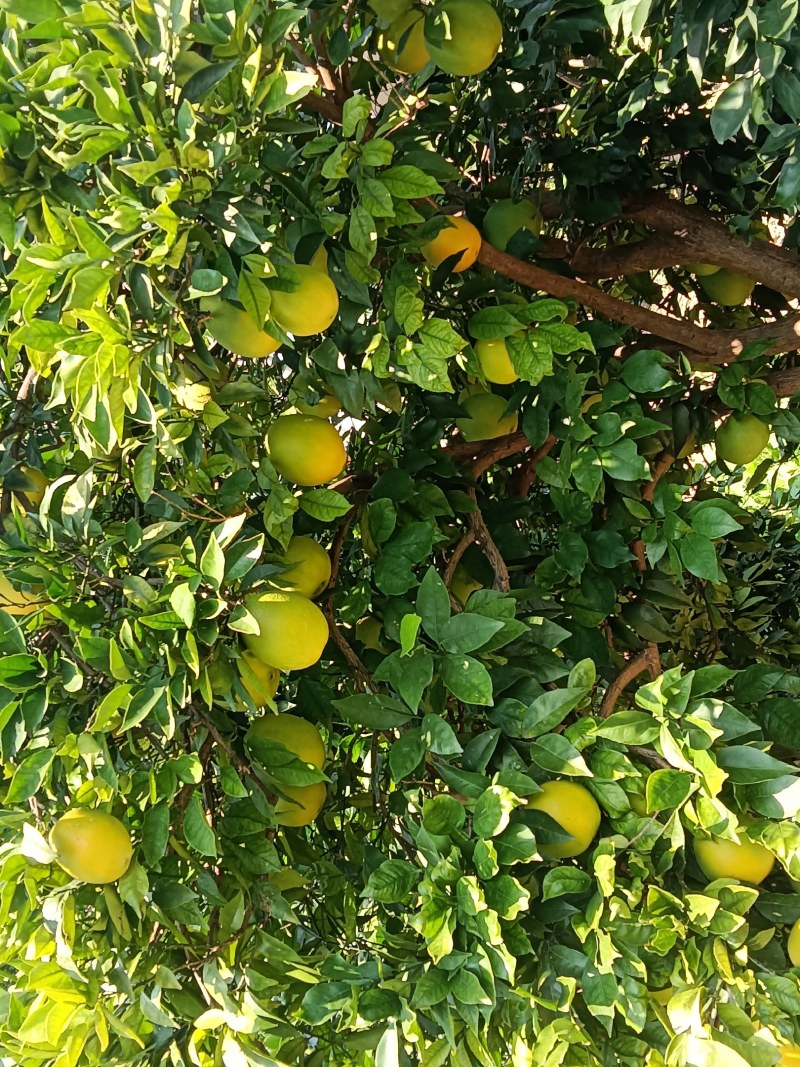 苹果