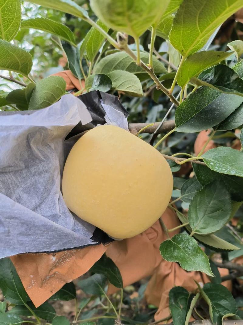日本青森苹果，脆甜可口，甜如初恋，清脆爽口，