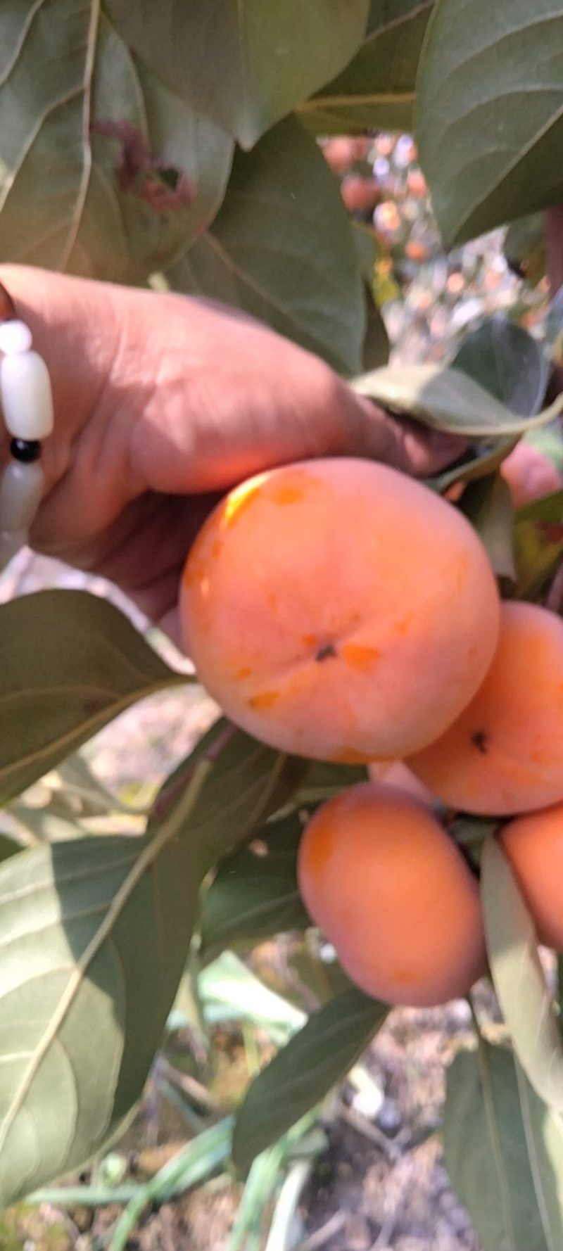 甜柿阳丰甜柿陕西甜柿阳丰柿子大量有货来电详谈