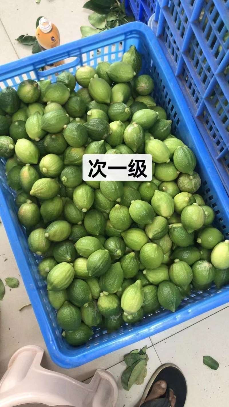 广东香水柠檬