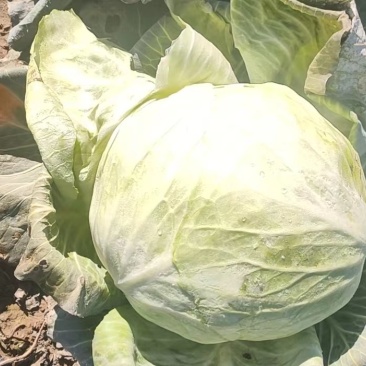 陕西扁包菜