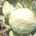 陕西扁包菜
