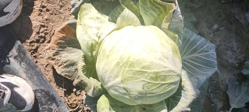 陕西扁包菜