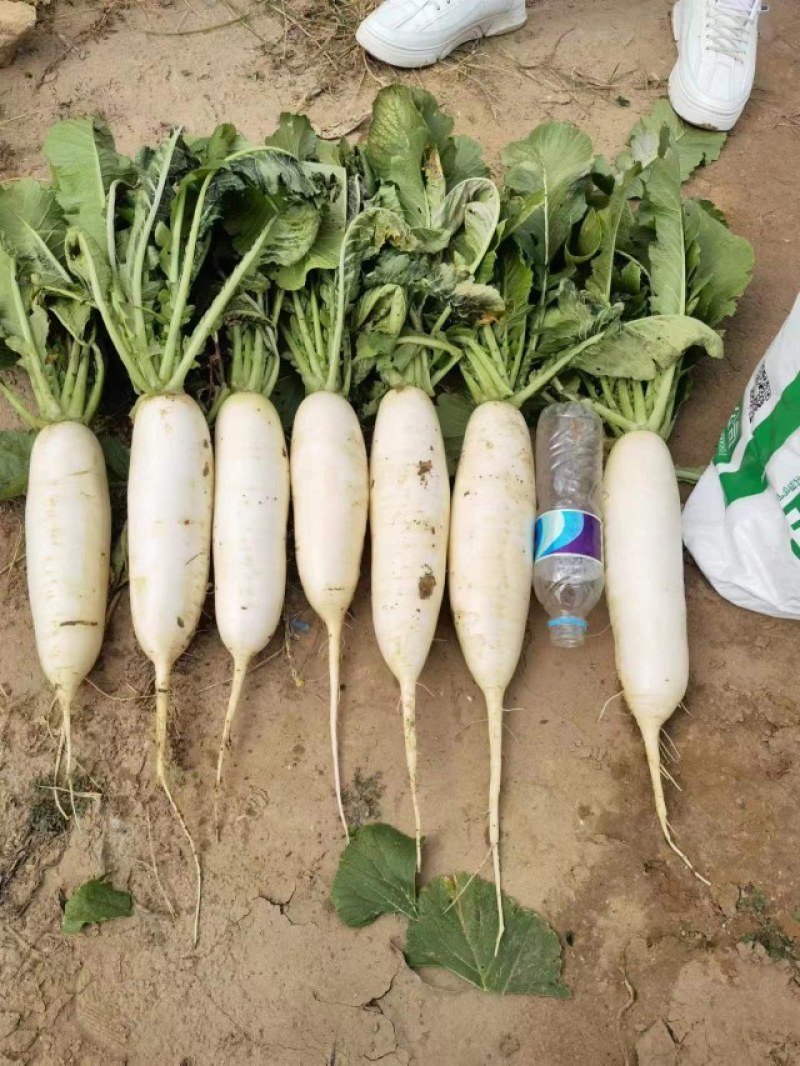 各种萝卜大量上市