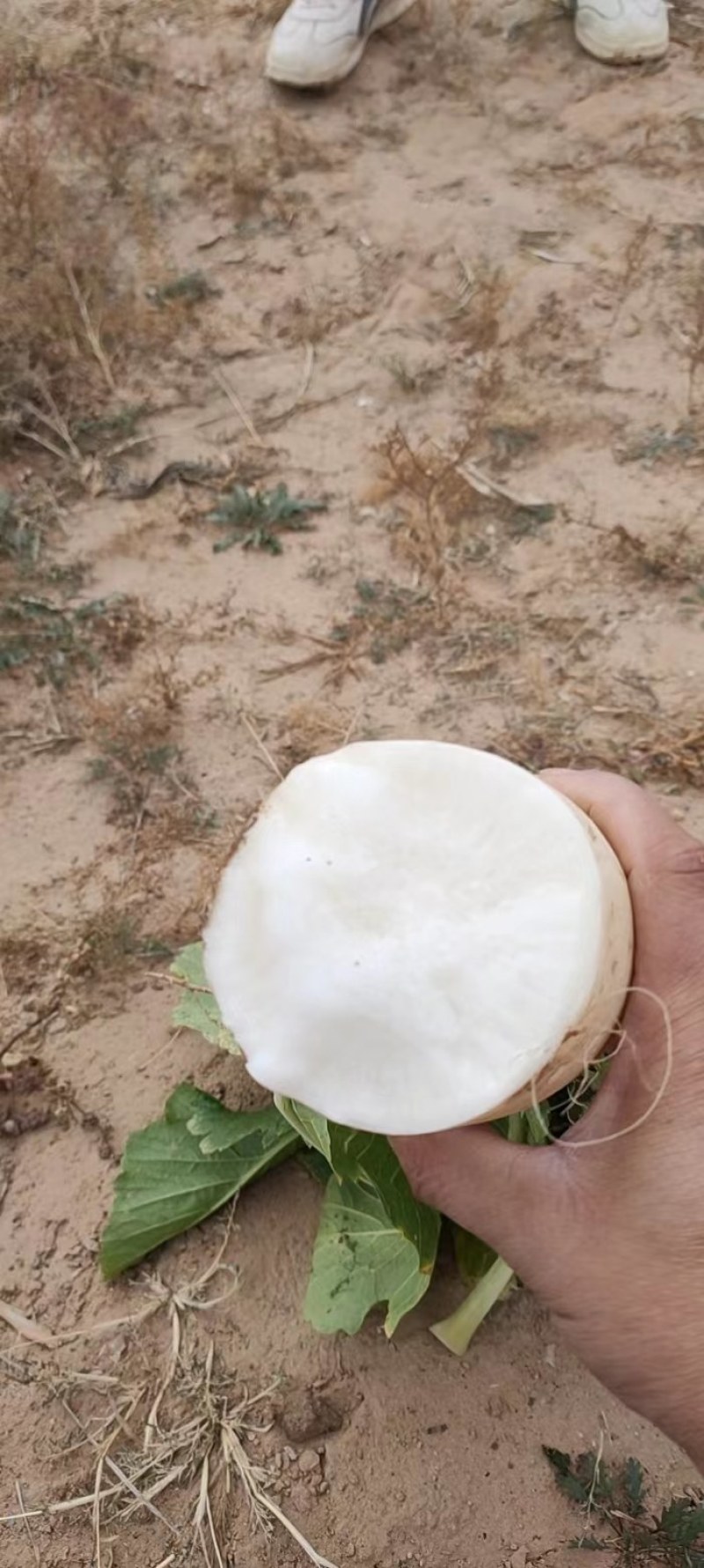 各种萝卜大量上市
