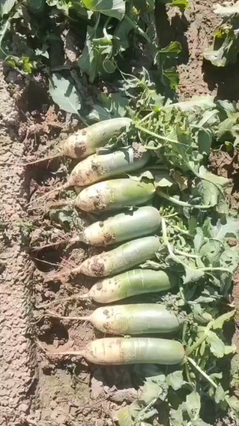 各种萝卜大量上市