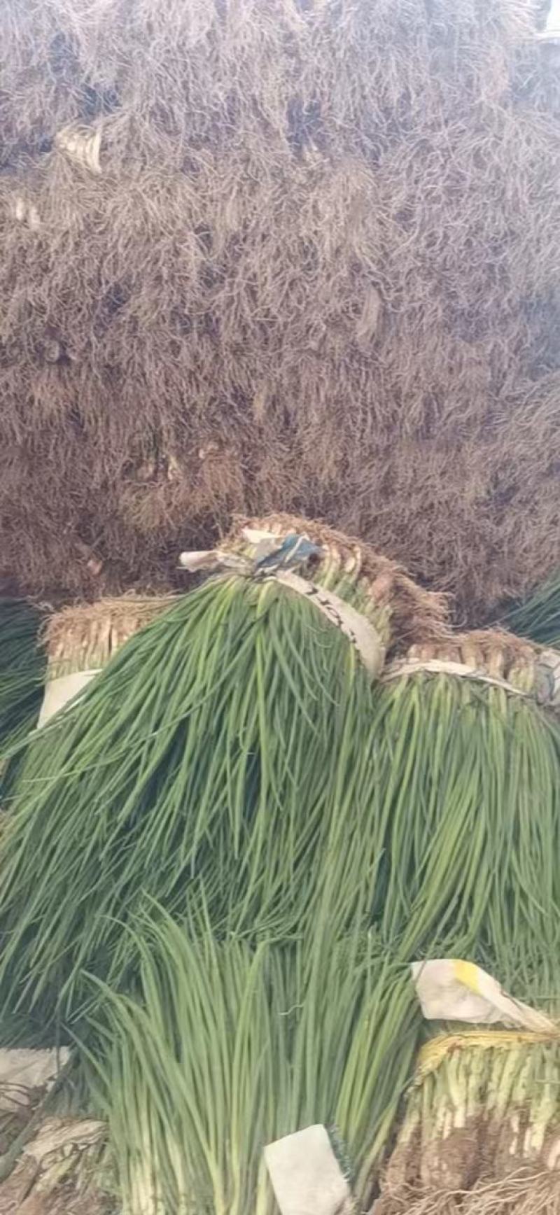 江苏小香葱四季小葱货源充足量大从优欢迎来电咨询订购