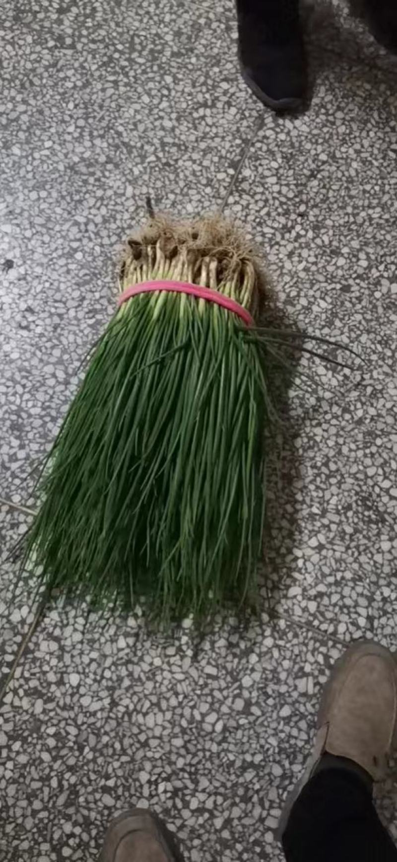 江苏小香葱四季小葱货源充足量大从优欢迎来电咨询订购