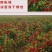 河南精品新一代香辣微辣特香三樱椒天鹰椒干辣椒段面粉批发