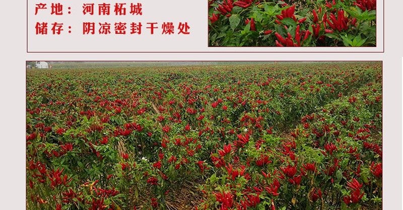 河南精品新一代香辣微辣特香三樱椒天鹰椒干辣椒段面粉批发
